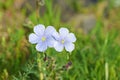 Linum nervosum flower in wild