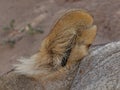 Close up lion body parts Royalty Free Stock Photo