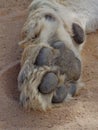 Close up lion body parts Royalty Free Stock Photo