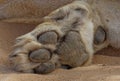 Close up lion body parts Royalty Free Stock Photo