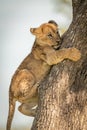 Close-up of lion cub awkwardly climbing tree Royalty Free Stock Photo