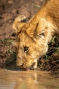 Close-up of lion cub drinking muddy water