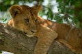 Close-up of lion cub framed by branches