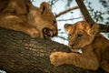 Close-up of lion cub growling at another Royalty Free Stock Photo