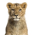 Close-up of a Lion cub looking at the camera Royalty Free Stock Photo