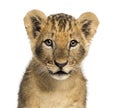 Close-up of a Lion cub looking at the camera, 10 weeks old Royalty Free Stock Photo