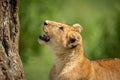 Close-up of lion cub looking up tree
