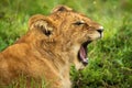 Close-up of lion cub lying down yawning Royalty Free Stock Photo