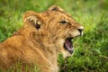 Close-up of lion cub lying yawning widely Royalty Free Stock Photo