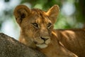 Close-up of lion cub resting in tree Royalty Free Stock Photo