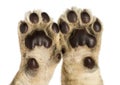 Close-up of Lion cub`s pads, 4 weeks old, isolated Royalty Free Stock Photo