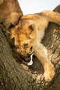 Close-up of lion cub snarling in tree