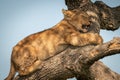 Close-up of lion cub yawning on branch Royalty Free Stock Photo