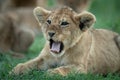 Close-up of lion cub yawning on grass Royalty Free Stock Photo