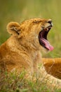 Close-up of lion cub yawning on grass Royalty Free Stock Photo