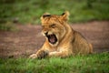 Close-up of lion cub yawning on grass Royalty Free Stock Photo