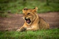 Close-up of lion cub yawning in grass Royalty Free Stock Photo