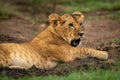 Close-up of lion cub yawning in mud Royalty Free Stock Photo