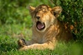 Close-up of lion cub yawning under bush Royalty Free Stock Photo