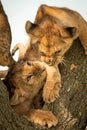 Close-up of lion cubs growling in tree Royalty Free Stock Photo