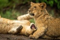 Close-up of lion cubs lying play fighting Royalty Free Stock Photo