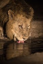 Close up of a lion drinking water at night