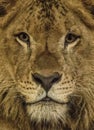 The close up lion face Royalty Free Stock Photo