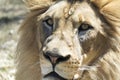 Close-Up Lion Face Royalty Free Stock Photo