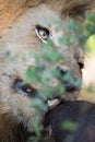 Close up of a lion gnawing on a buffalo`s hide