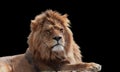 Close Up Of Lion king isolated on black Royalty Free Stock Photo