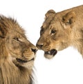 Close-up of Lion and lioness, Panthera leo, isolated