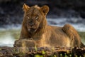 Close-up of lion lying with muddy face