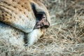 Close up of a Lion nose.