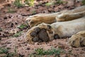 Close up of Lion paws.