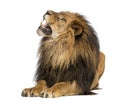 Close-up of a Lion roaring, Panthera Leo, 10 years old, isolated Royalty Free Stock Photo