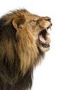 Close-up of a Lion roaring, Panthera Leo, 10 years old, isolated Royalty Free Stock Photo