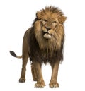 Close-up of a Lion roaring, Panthera Leo, 10 years old, isolated Royalty Free Stock Photo