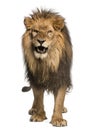 Close-up of a Lion roaring, Panthera Leo, 10 years old, isolated