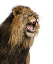 Close-up of a Lion roaring, Panthera Leo, 10 years Royalty Free Stock Photo