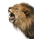 Close-up of a Lion roaring profile, Panthera Leo, 10 years old, Royalty Free Stock Photo