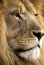 Close-Up of a Lion's Face in Golden Light Royalty Free Stock Photo