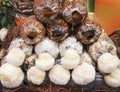 Lion`s mane mushrooms or hericium erinaceus growing on plastic bag , nature indoor background Royalty Free Stock Photo