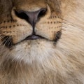 Close-up of lion`s mouth, Panthera leo, 9 months old