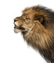 Close-up of a Lion's profile, roaring, Panthera Leo, 10 years ol Royalty Free Stock Photo