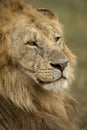 Close-up of Lion, Serengeti National Park