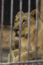 Close up,A lion sitting in a cage of the zoo,A lion sitting in a cage Royalty Free Stock Photo