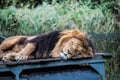 Close up of a lion sleeping in the shade Royalty Free Stock Photo