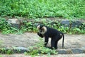 Close up of a Lion-tailed Macaque & x28;Macaca silenus& x29;.lion-tailed macaque walking Royalty Free Stock Photo