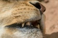 Close Up of Lion Teeth and Saliva