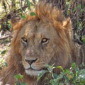 Close up of lion in the wilderness Royalty Free Stock Photo